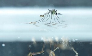 muggenlarve in je zwembad